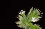 Canadian blacksnakeroot